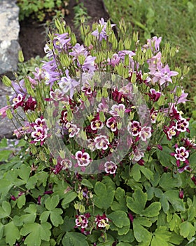 Aquilegia flowers, Aquilegia also known as Columbine or Granny`s Bonnet. Aquilegia flowers in the garden