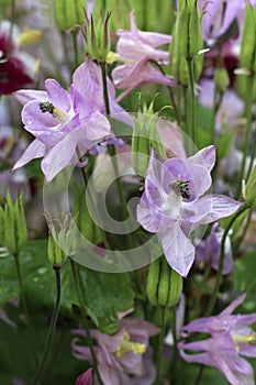 Aquilegia flowers, Aquilegia also known as Columbine or Granny`s Bonnet. Aquilegia flowers in the garden