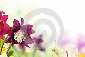 Aquilegia flowers (common columbine) background with copy space. Floral web banner.