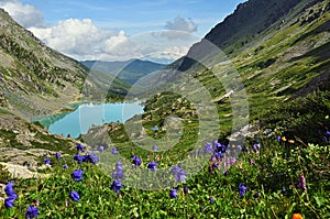 Aquilegia flowers on the slope of the Altai mountains, Lake Kuiguk Multa lakes, Russia