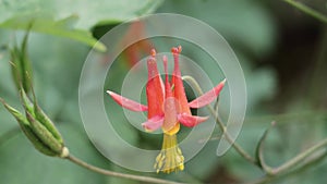 AQUILEGIA FORMOSA BLOOM - CARSON SIERRA NEVADA - 072921