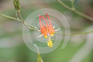 AQUILEGIA FORMOSA BLOOM - CARSON SIERRA NEVADA - 072921