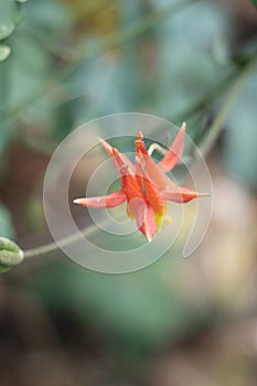 AQUILEGIA FORMOSA BLOOM - CARSON SIERRA NEVADA - 072921