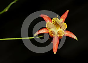 Aquilegia formosa, crimson columbine