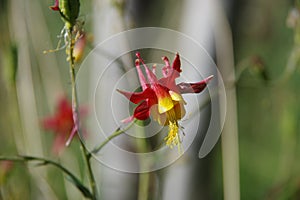 Aquilegia formosa Western Columbine