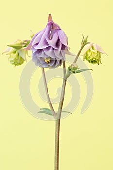 Aquilegia/granny`s bonnet on yellow background