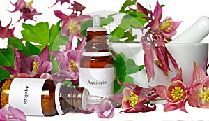 Aquilegia for homeopathy