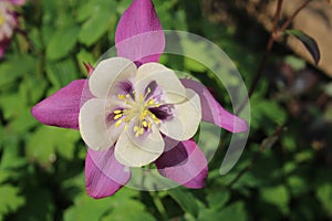 Aquilegia Mrs Scott Elliot