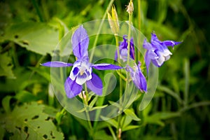 Aquilegia olympica beautiful rare flower close up view