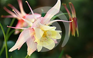 Aquilegia pink with yellow.