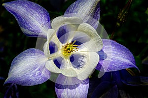 Aquilegia purple and white in spring garden. White flowers of aquilegia in natural background. Spring flowers. selective DOF