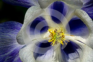 Aquilegia purple and white in spring garden. White flowers of aquilegia in natural background. Spring flowers. selective DOF