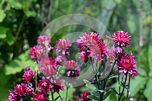 Aquilegia Rose Barlow, pink flowers.