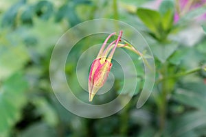 Aquilegia skinneri Tequila Sunrise or Columbine fully closed flower at sunset