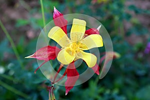 Aquilegia skinneri Tequila sunrise or Columbine fully open bright red to copper-red orange with golden yellow center flower on