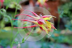 Aquilegia skinneri Tequila Sunrise or Columbine pratially blooming flower side view