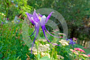 Aquilegia viridiflora