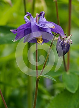 Aquilegia vulgaris