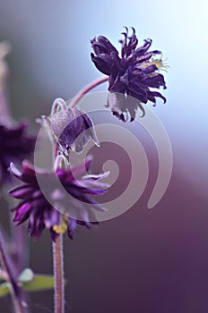 Aquilegia vulgaris black barlow