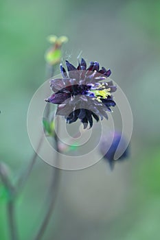 Aquilegia vulgaris black barlow