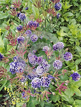 Aquilegia vulgaris `Christa Barlow`, graceful blue purple columbine