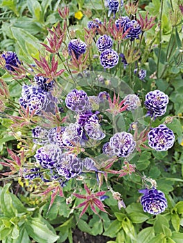 Aquilegia vulgaris `Christa Barlow` in springtime photo
