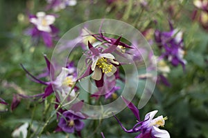 Aquilegia vulgaris, columbine European crowfoot and granny`s bonnet. Tender summer purple flowers with white petals in the