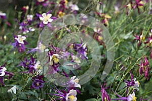 Aquilegia vulgaris, columbine European crowfoot and granny`s bonnet. Tender summer purple flowers with white petals in the