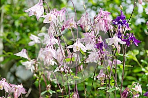 Aquilegia Vulgaris Columbine, Granny's Bonnet - portrait view with tree foliage background. Vertical shot of this beautiful