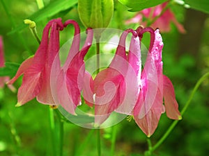 Aquilegia vulgaris , Common columbine pink flower