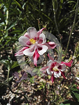 Aquilegia vulgaris `Crimson Star` in springtime
