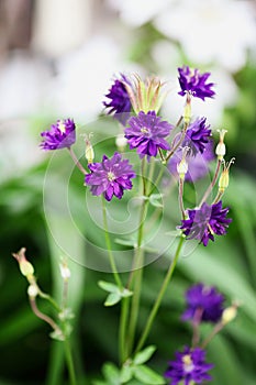 Aquilegia vulgaris Double Clementine Purple Flowers