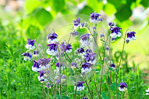 Aquilegia vulgaris double white blue