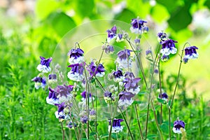 Aquilegia vulgaris double white blue