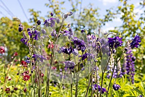 Aquilegia vulgaris flower blue barlow in garden