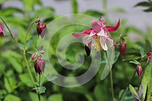 Aquilegia vulgaris. Flowers of common columbine.