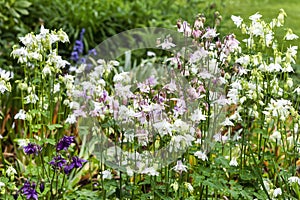 Aquilegia vulgaris `Munstead White`