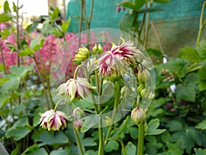 Aquilegia vulgaris var. stellata `Nora Barlow`