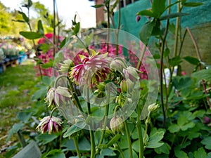 Aquilegia vulgaris var. stellata `Nora Barlow`