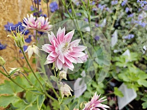 Aquilegia vulgaris var. stellata 'Nora Barlow'