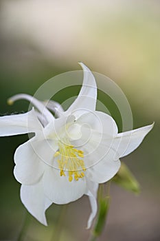 Aquilegia White Star Columbine Flower