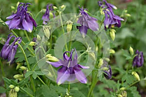 AquilÃ©gia, grassy perennial plants of the Snake family Ranunculaceae