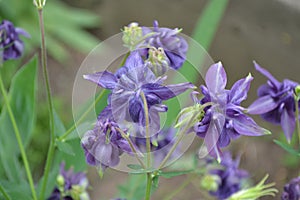 AquilÃ©gia, grassy perennial plants of the Snake family Ranunculaceae