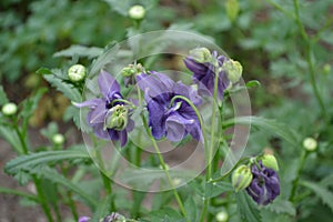 AquilÃ©gia, grassy perennial plants of the Snake family Ranunculaceae