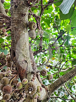 Ara, also locally known as tin fruit located in tropical region