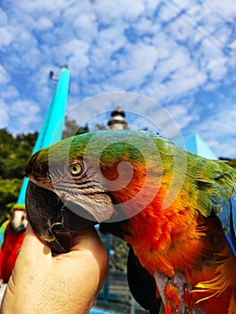 Ara Ararauna,blue Red yellow gold macaw kiss hand under the sky