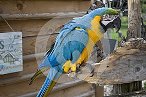 Ara ararauna or blue-and-yellow macaw