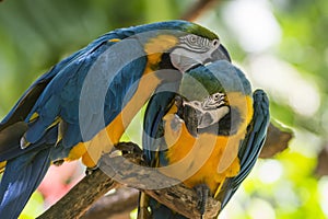 Ara ararauna, blue-and-yellow macaw parrot bird in Parque das aves, Foz do Iguacu, Parana state, Brazil bird park Iguazu Falls