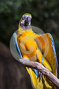 Ara ararauna, blue-and-yellow macaw parrot bird in Parque das aves, Foz do Iguacu, Parana state, Brazil bird park Iguazu Falls