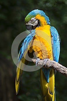 Ara ararauna, blue-and-yellow macaw parrot bird in Parque das aves, Foz do Iguacu, Parana state, Brazil bird park Iguazu Falls photo